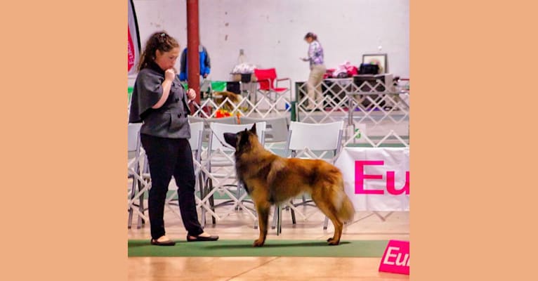 Moby Deabei, a Belgian Shepherd tested with EmbarkVet.com