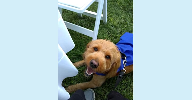 Chance, a Goldendoodle tested with EmbarkVet.com