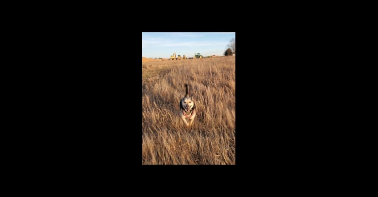 Photo of Zeus, a Miniature Schnauzer, Labrador Retriever, German Shepherd Dog, and Mixed mix in Springfield, Missouri, USA
