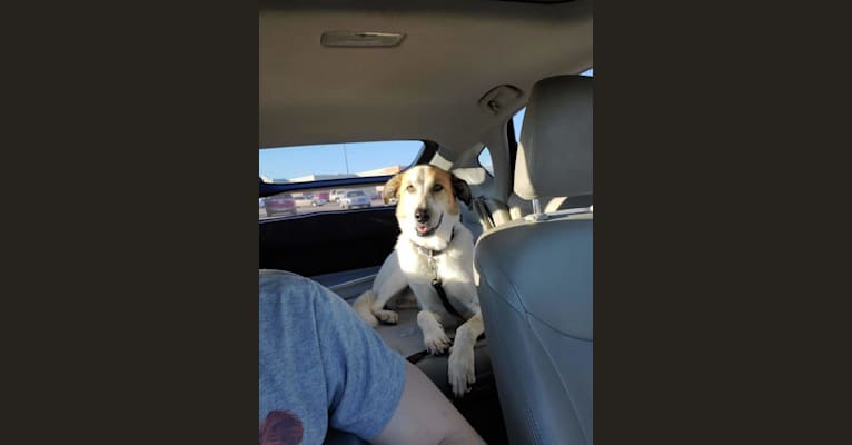 Photo of Gus, a Great Pyrenees, Australian Cattle Dog, and Border Collie mix in Oklahoma City, Oklahoma, USA