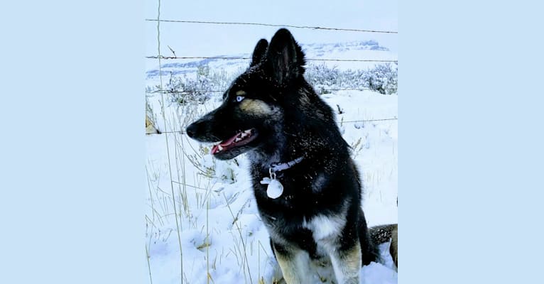 Enzo, a Siberian Husky and German Shepherd Dog mix tested with EmbarkVet.com
