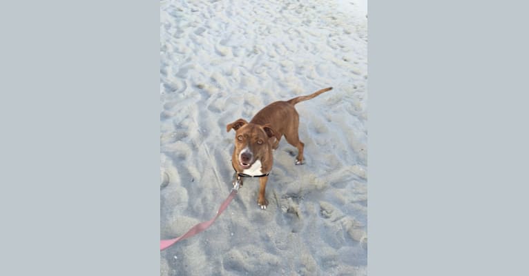 Photo of Buttercup, an American Pit Bull Terrier and Labrador Retriever mix in Wilmington, North Carolina, USA