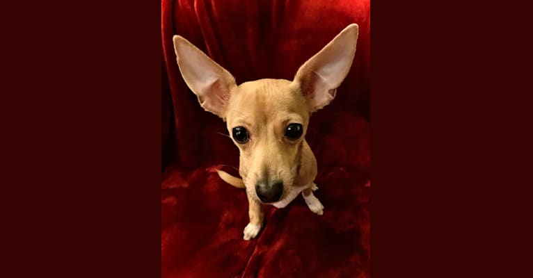 Oliver, a Chihuahua and Poodle (Small) mix tested with EmbarkVet.com