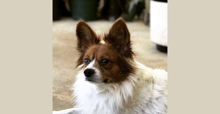 Nibbles, a Papillon and Rat Terrier mix tested with EmbarkVet.com