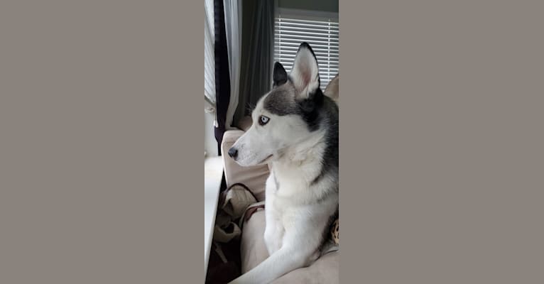 Yuki, a Siberian Husky tested with EmbarkVet.com