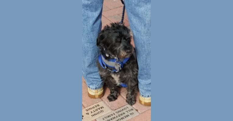 Photo of Augie, a Chihuahua, West Highland White Terrier, and Poodle (Small) mix in Maricopa, Arizona, USA