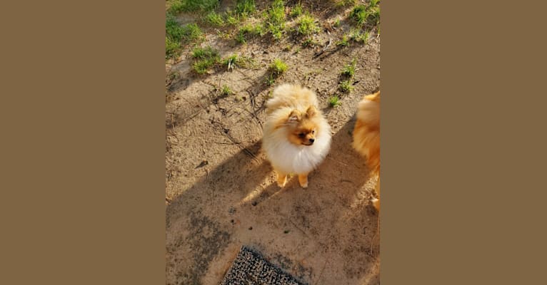 Photo of Wesson, a Pomeranian 