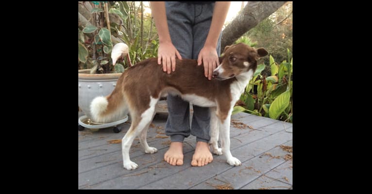 Zuke, an American Village Dog tested with EmbarkVet.com