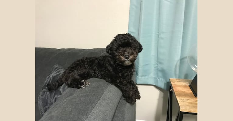 Photo of Luna, a Poodle (Small) and Shih Tzu mix in Pasadena, Texas, USA