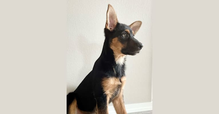 Rocky, a German Shepherd Dog and Australian Cattle Dog mix tested with EmbarkVet.com