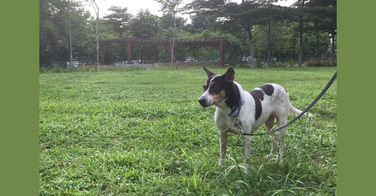 Ealga, an East Asian Village Dog tested with EmbarkVet.com