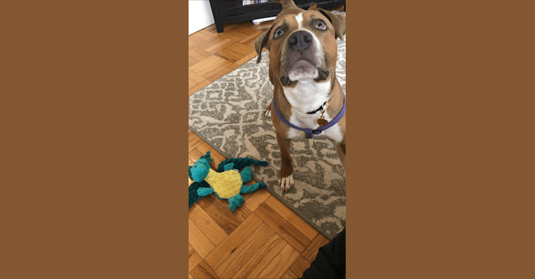 Photo of Morty, an American Pit Bull Terrier and American Staffordshire Terrier mix in Washington, District of Columbia, USA