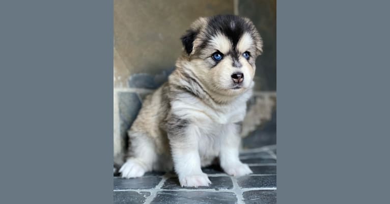 Brady, a Pomsky tested with EmbarkVet.com