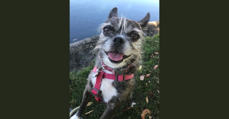 Boston terrier and shih tzu mix on sale