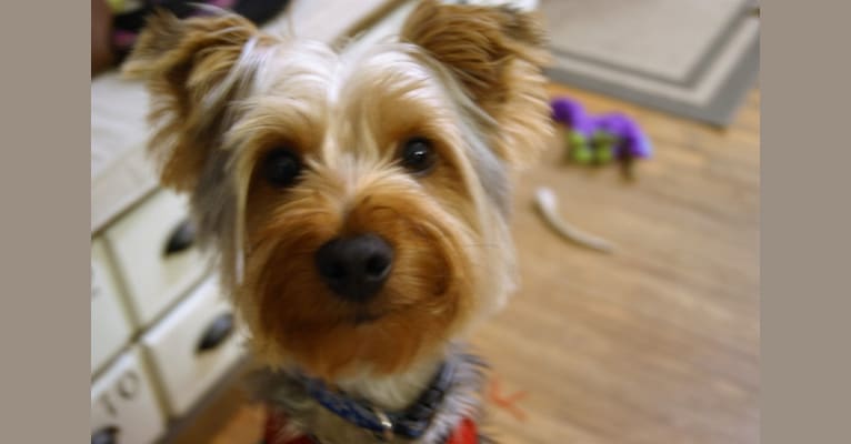 Buster, a Yorkshire Terrier tested with EmbarkVet.com