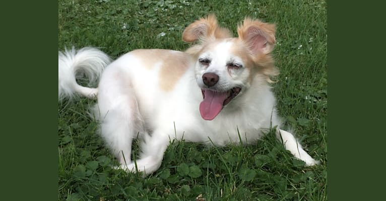 Annabelle, a Chihuahua and Pekingese mix tested with EmbarkVet.com