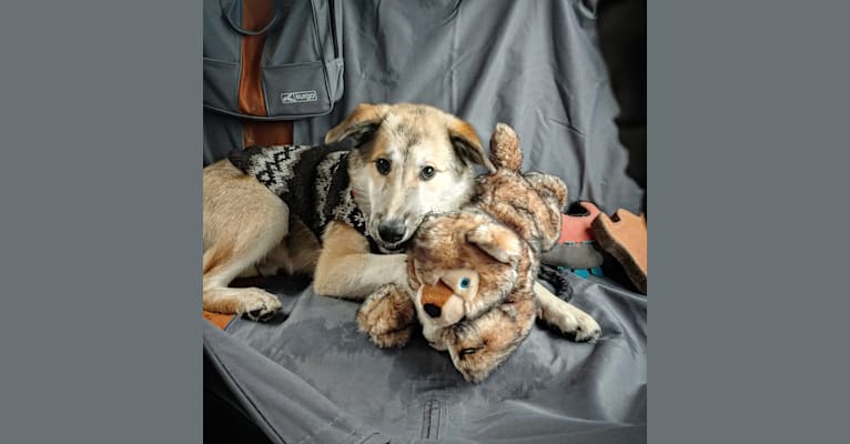 Photo of Yote, a Siberian Husky, Border Collie, Pomeranian, and Mixed mix in Wenatchee, Washington, USA