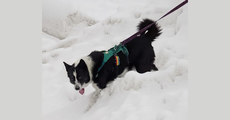 Stella, a Karelian Bear Dog tested with EmbarkVet.com