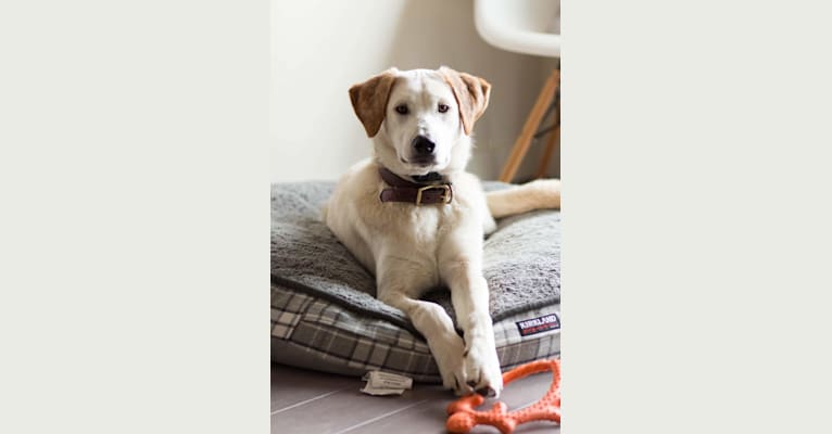 Eddie, a Labrador Retriever and Siberian Husky mix tested with EmbarkVet.com