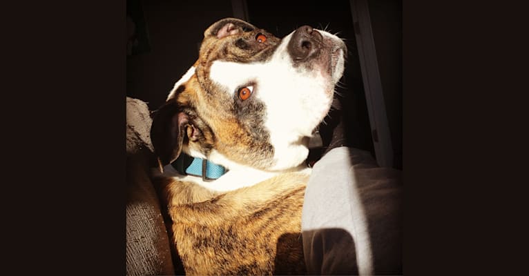 Louie, an American Bulldog and Rottweiler mix tested with EmbarkVet.com