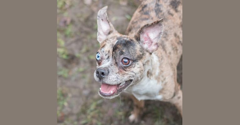 Pigeon, a Boston Terrier and Chihuahua mix tested with EmbarkVet.com