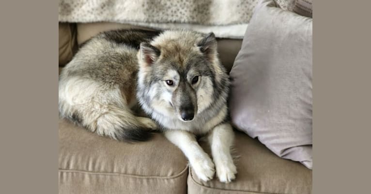 Boujie, a Siberian Husky tested with EmbarkVet.com