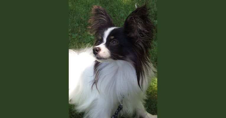 Embark Dog DNA Test Breed