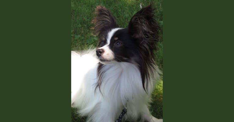 papillon test