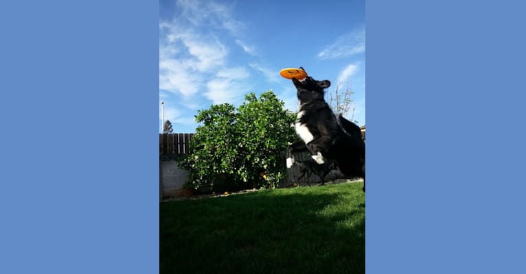 Jaxson, an Australian Cattle Dog and Border Collie mix tested with EmbarkVet.com