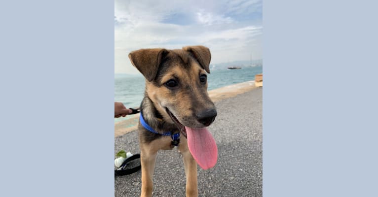 Frankie, a Hong Kong Village Dog tested with EmbarkVet.com