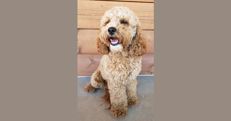 Chloe, a Poodle (Small) and Cocker Spaniel mix tested with EmbarkVet.com