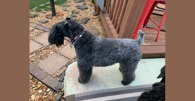 Photo of Darcy, a Kerry Blue Terrier  in Iowa, USA