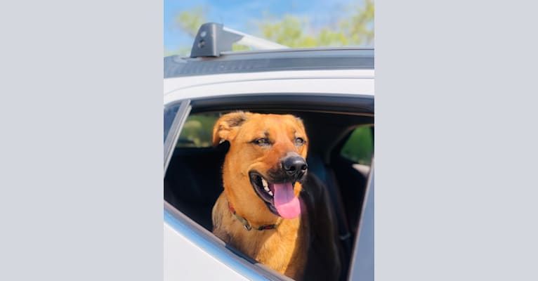 Photo of Mocha Chino, a Rottweiler, German Shepherd Dog, American Pit Bull Terrier, and Mixed mix in Bakersfield, California, USA