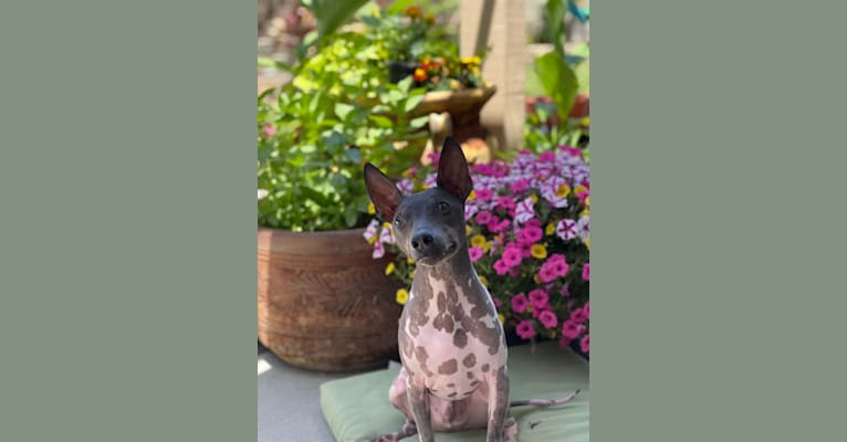 Louie, an American Hairless Terrier tested with EmbarkVet.com