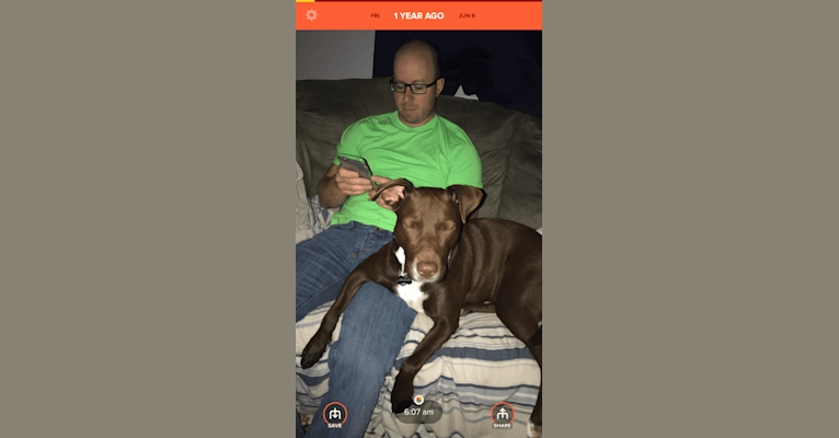 Tasha, a Labrador Retriever and American Pit Bull Terrier mix tested with EmbarkVet.com