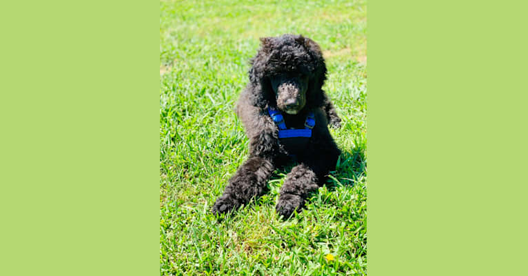 Photo of Sully, a Poodle (Standard)  in Greenville, Kentucky, USA