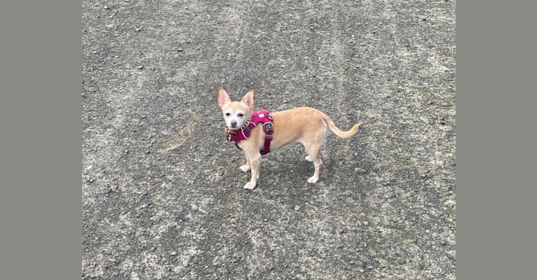Photo of Rylie, a Chihuahua  in San Jose, California, USA