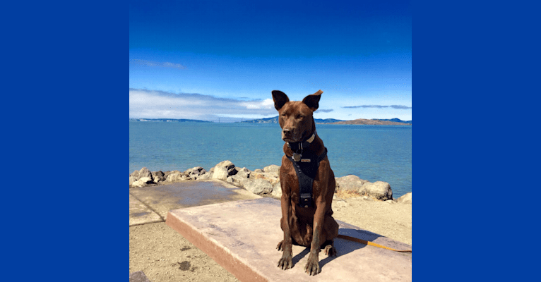 Benny, a Formosan Mountain Dog tested with EmbarkVet.com