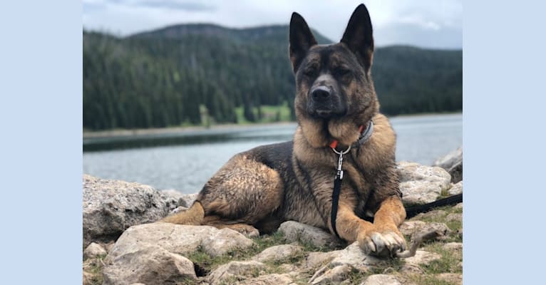 Clotille, an Akita and Dutch Shepherd mix tested with EmbarkVet.com