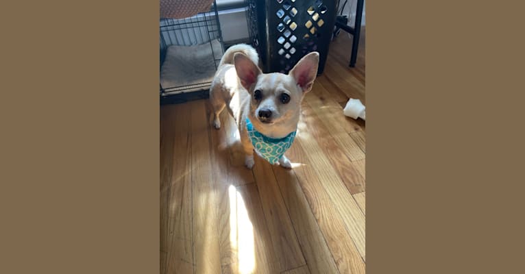 Photo of Elliot, a Chihuahua, Miniature Pinscher, and Poodle (Small) mix in Tennessee, USA