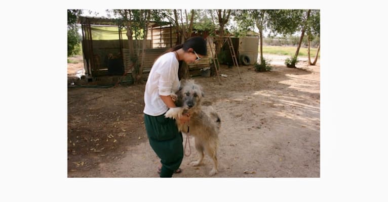 Charybdis, an Arabian Village Dog tested with EmbarkVet.com