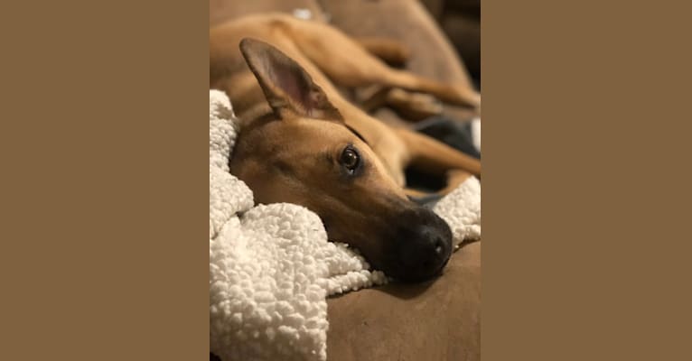 Charlie, a German Shepherd Dog and Rottweiler mix tested with EmbarkVet.com