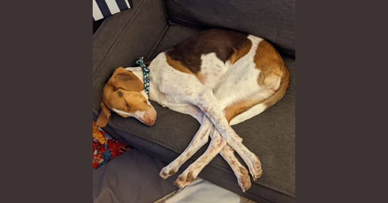 Roma, an American Foxhound tested with EmbarkVet.com