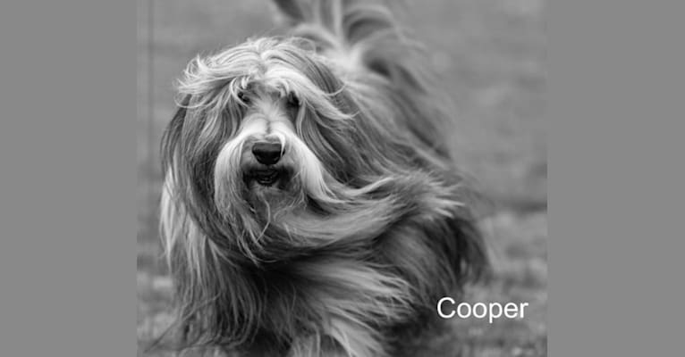 Cooper, a Bearded Collie tested with EmbarkVet.com