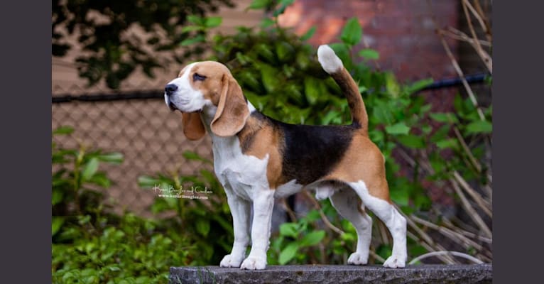 Beau, a Beagle tested with EmbarkVet.com