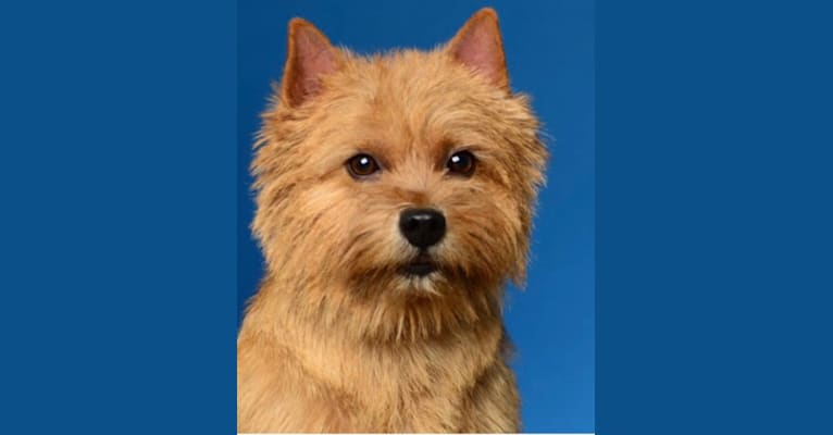 Bi-Lav Plus Jennifer, a Norwich Terrier tested with EmbarkVet.com
