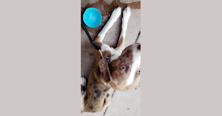 Theodore, a Labrador Retriever and Catahoula Leopard Dog mix tested with EmbarkVet.com