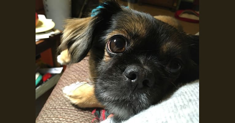 Neville, a Pekingese and Chihuahua mix tested with EmbarkVet.com