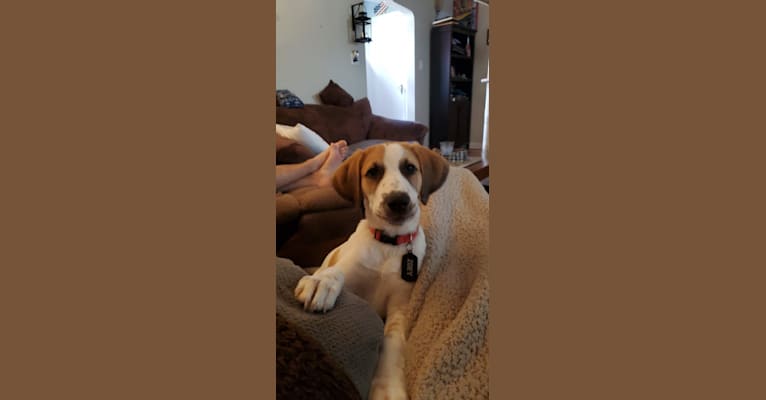 Photo of Zoey, a Great Pyrenees, American Foxhound, and Beagle mix in North Carolina, USA