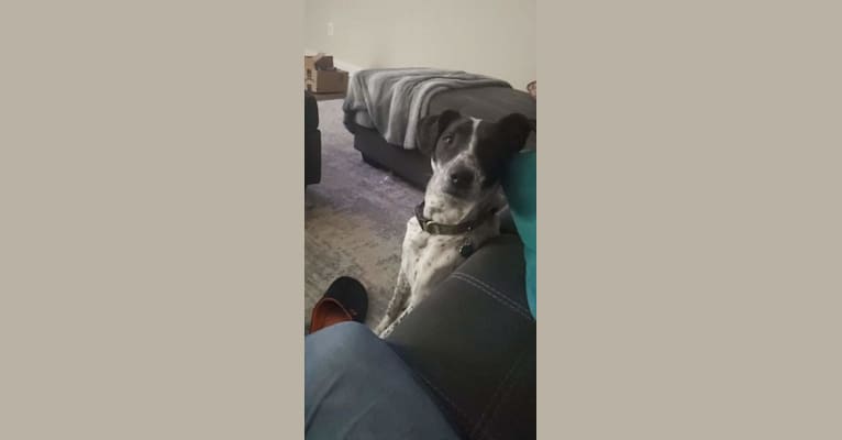 Milo, a Border Collie and Pointer mix tested with EmbarkVet.com